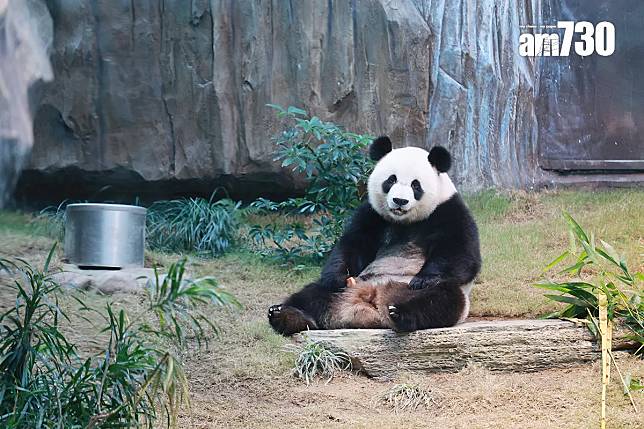 海洋公園大熊貓可可已經與公眾見面。(資料圖片)