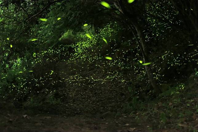 梅嶺螢火蟲。 圖：台南市政府觀光旅遊局／提供