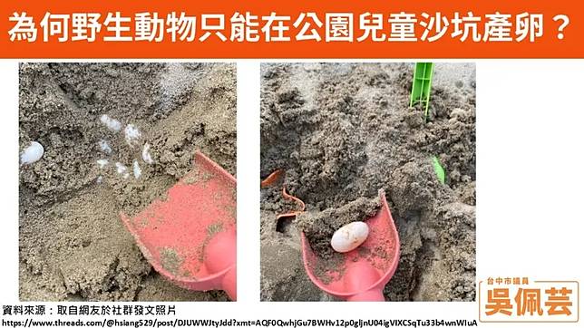 遊戲沙坑挖到烏龜蛋！台中豐樂雕塑公園龜滿為患　議員促蓋產房