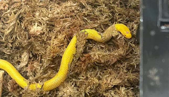▲這隻金黃色的黑脊蛇，能在野外生存長大需要各種奇蹟降臨。（圖／翻攝X@kitaqhotarukan）