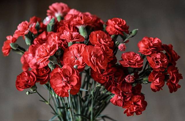 康乃馨是母親節的代表花卉。（示意圖／取自pixabay）