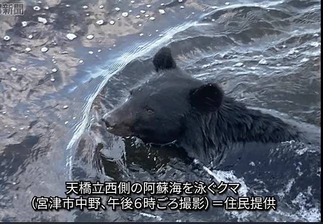 黑熊下海游泳並進入住宅區。翻攝自電視畫面