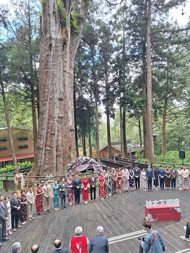 阿里山神木下婚禮，有十六對新人在千年神木見證下完成婚禮。（記者湯朝村攝)