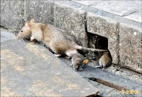 雖然全年都有鼠出沒，但疾管署統計，國內漢他病毒每年1至5月出現最多病例，顯示春季風險相對高。(資料照)