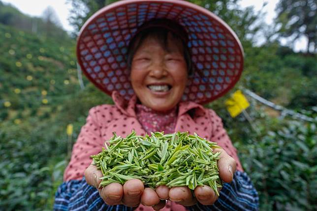 A farmer shows fresh tea leaves at a tea garden in Huangshan City, east China's Anhui Province, March 27, 2024. (Photo by Shi Yalei/Xinhua)
