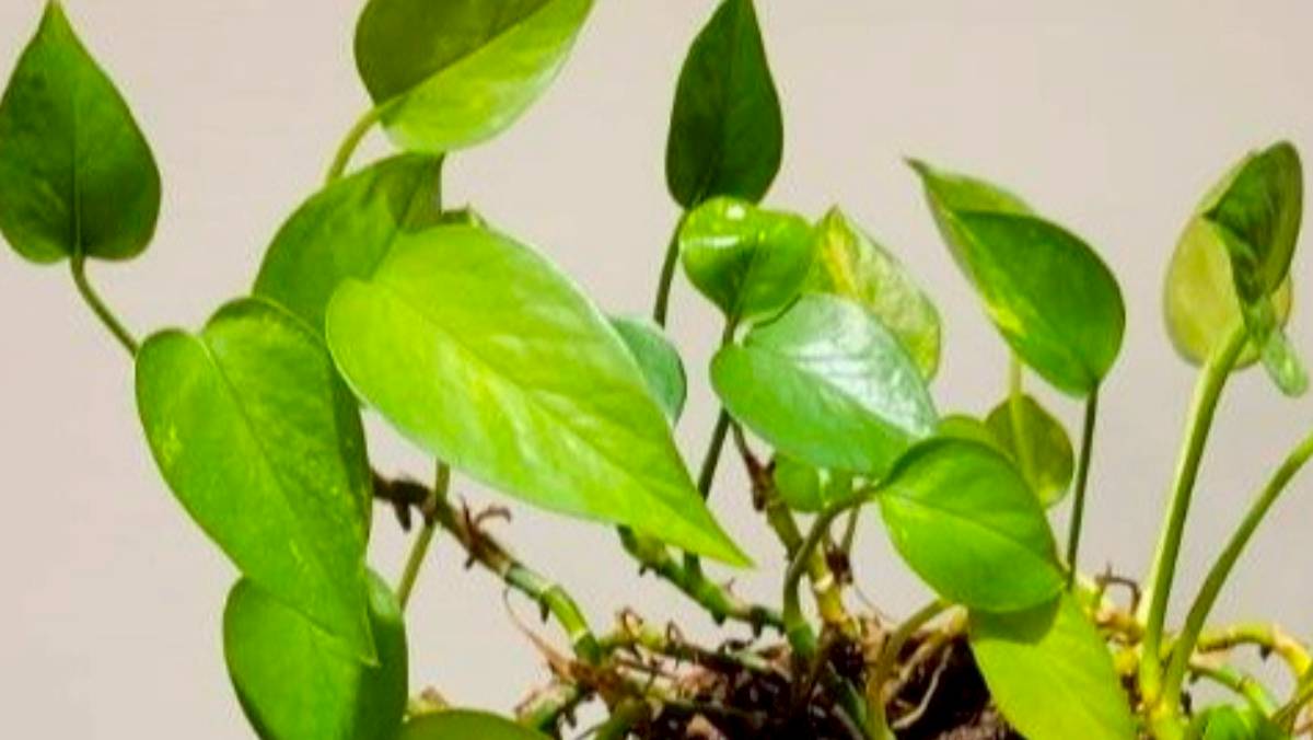 [閒聊] 黃金葛下毒事件