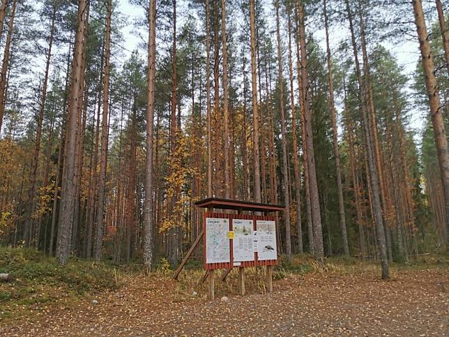 芬蘭秋日森林採菇