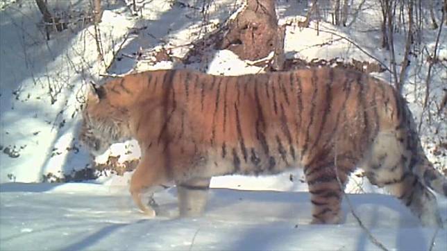 This photo taken by an infrared camera shows a wild Siberian tiger in northeast China's Heilongjiang Province. (Xinhua)