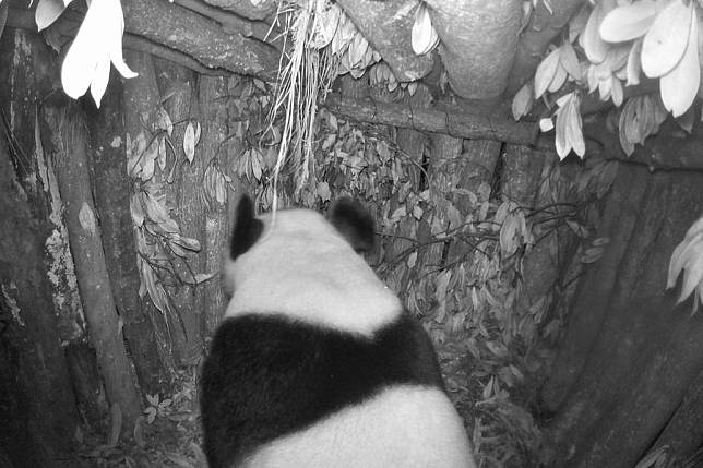 This image captured by an infrared camera in June 2024 shows an adult giant panda lingering in an artificial nest in the Deyang part of the Giant Panda National Park in southwest China's Sichuan Province. (Xinhua)