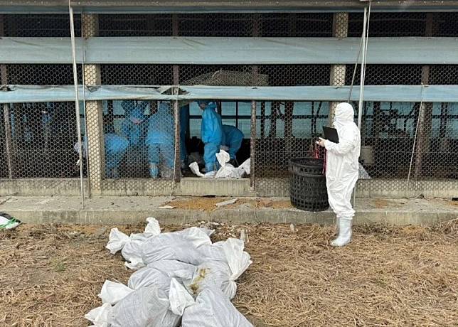 雲林縣動植物防疫所派員到土雞場撲殺銷毀大批黑羽土雞。