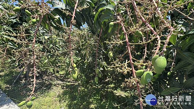 嘉義縣番路鄉的芒果產區面臨嚴重災損，大片果園陷入「空包彈」慘況／蔡易餘服務處提供