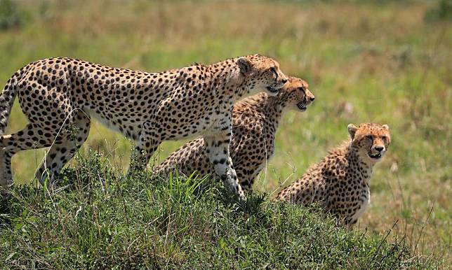 Cheetahs are pictured in Kenya's Masai Mara National Reserve on Oct. 12, 2024. (Xinhua/Han Xu)