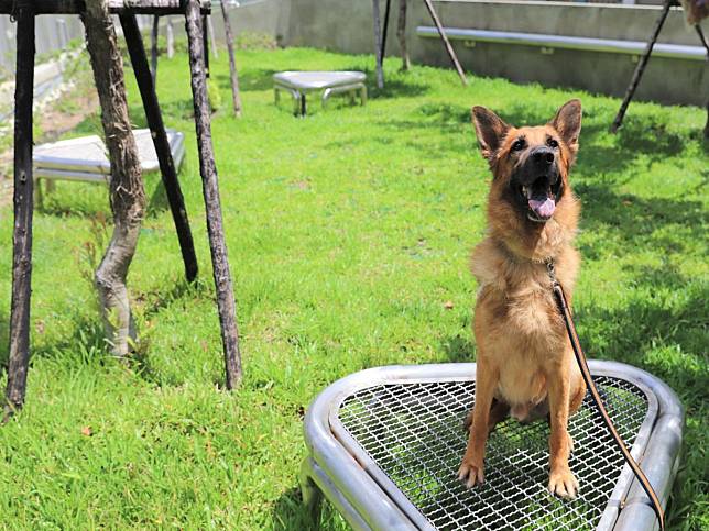 給浪浪一個家　打造動物友善城市中市動物認養率提升