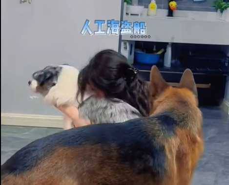 主人發酒瘋，苦的是家裡兩條狗。（圖／翻攝自臉書）