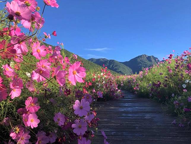 ▲武陵農場花季。（圖／Tripbaa趣吧！亞洲自由行專家）