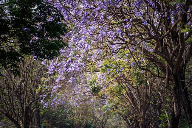嘉義市擁有全臺灣少見的藍花楹隧道，成串的藍紫色花朵如風鈴般綻放。（記者湯朝村攝)