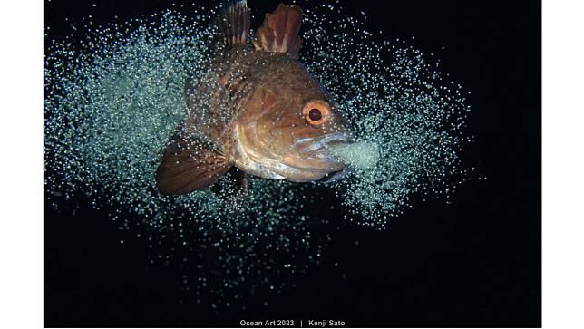 「海洋藝術水下攝影比賽」海洋生物行為獎項首獎。Kenji Sato© Ocean Art 2023