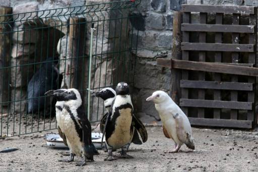 Maciej KOSYCARZ / AFP / Kosycarz Foto Press / KFP สวนสัตว์เผยว่าเพนกวินเผือกวัย 3 เดือนตัวนี้ ร่าเริง มีสุขภาพดี กินเก่ง และที่สำคัญที่สุดคือพ่อแม่เพนกวินดูแลมันเป็นอย่างดี