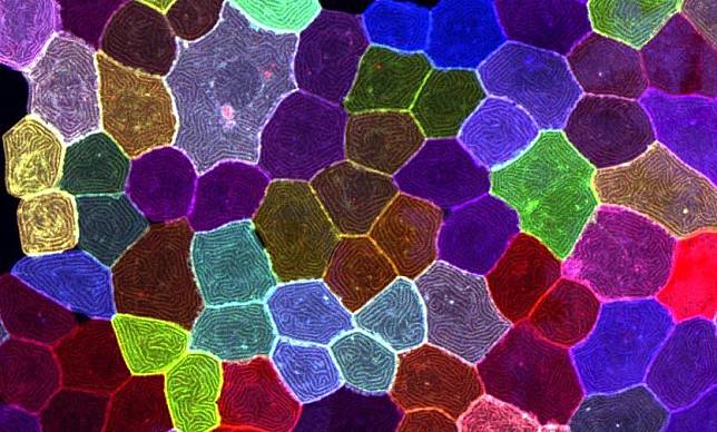  研究團隊透過多顏色活細胞標誌，追蹤斑馬魚細胞動態行為。（中研院提供）