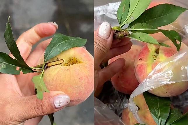 中國一名女子購買水蜜桃時，發現葉子都是事後插上的。圖／翻攝自微博