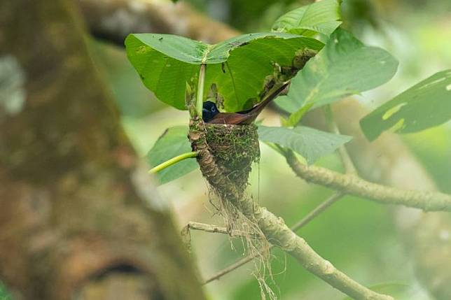 黑綬帶鳥在咬人狗樹上築巢，巢位剛好就築在葉子下，成了天然的遮雨棚。(圖由鳥友王士豪提供)