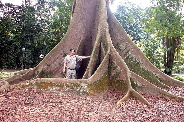 Jim Chi-yung takes a photo with a tree at the Singapore Botanic Gardens in Singapore in 2003. (Xinhua)