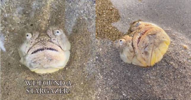 神似「人面」魚類出現新加坡沙灘！　瞪大雙眼模樣嚇人