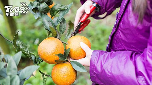 柑橘性味甘酸，具有健脾開胃、理氣通絡和止渴潤肺的功效。（示意圖／shutterstock 達志影像）