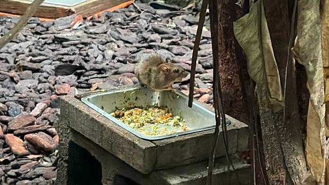 林智群律師曝昨帶小孩到台北市立動物園，直擊老鼠闖穿山甲館搶食。翻攝林智群臉書