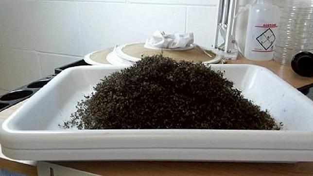艾瑪颶風後短短16小時捕捉到2.6萬隻蚊子，這數量太過驚人。(圖／翻攝自臉書)