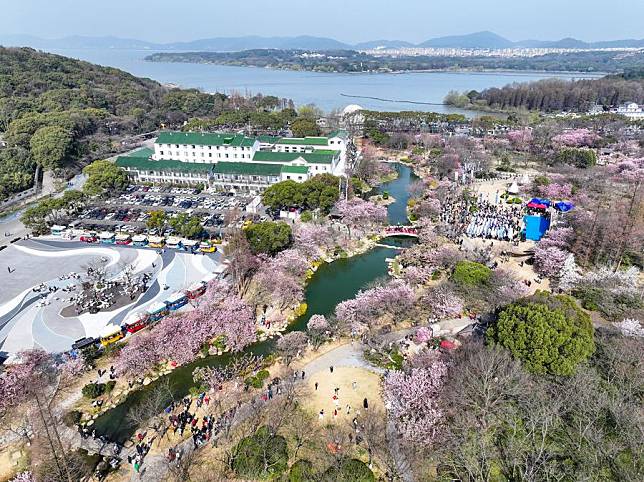 An aerial drone photo taken on March 21, 2024 shows tourists appreciating cherry blossoms at the Yuantouzhu scenic spot of the Taihu Lake in Wuxi, east China's Jiangsu Province. (Xinhua/Ji Chunpeng)