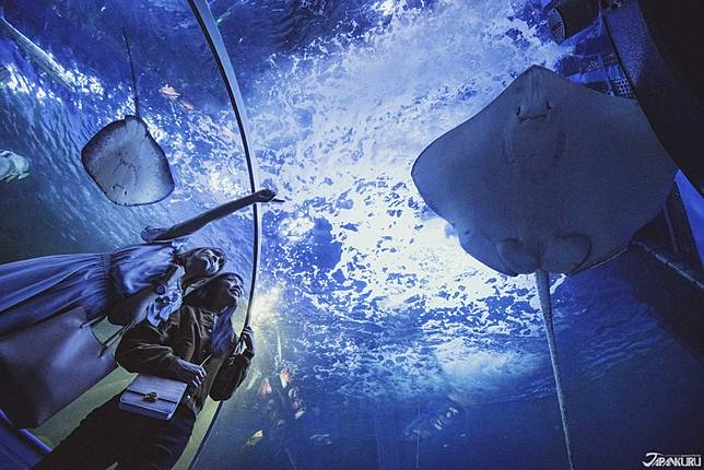 
<p>品川水族館是親子水族館，位置靠近羽田機場。</p><p>
</p><p>
他們在入口處設有儲物櫃，如果你要在離開日本的那一天來訪的話，不用擔心因為有位置可以讓你放下沉重的行李。</p><p>
</p><p>
水族館的設計都係以小孩角度和體驗為優先，表演時候也有小孩優先位置，讓他們可以輕鬆看到不同的魚類和其他動物。與其他水族館比較，他們水槽玻璃的位置比較低一些，大概是成人要彎身的位置左右。 （不是所有的水槽都是以此方式設計的。）</p><p>
</p><p>
水族館還設有護理室和免費床單，供家長更換嬰兒尿佈時使用。</p><p>
</p><p>
<b>品川水族館</b></p><p>
地址：〒140-0012 東京都品川区勝島３丁目２−１（<a href=