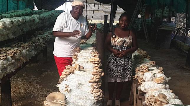 Undated file photo shows a small-scale farmer (L) at her mushroom growing tent in Lusaka, Zambia. (Xinhua/Peng Lijun)