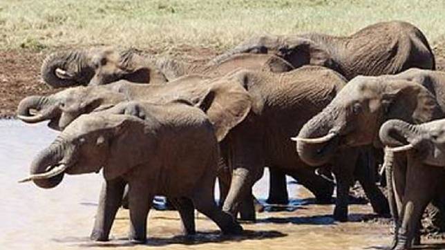波札那境內的大象數量眾多，對當地的生態系造成負荷。圖／翻攝自臉書Elephants Without Borders