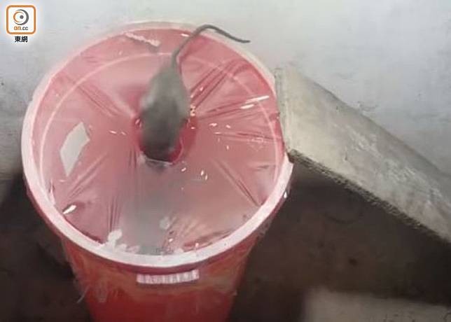 以水桶、保鮮紙及鼠餌，便可製作簡易捕鼠器。