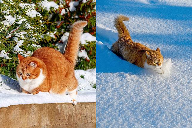 萌萌大橘走雪路，胖胖身軀將雪全部擠開！（圖／Instagram＠cute_ginger_cat）