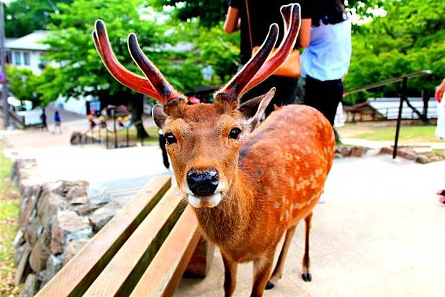 爽餵野生鹿…下一秒遭拖走槍斃！人類這行為害慘動物(圖片取自/達志影像)