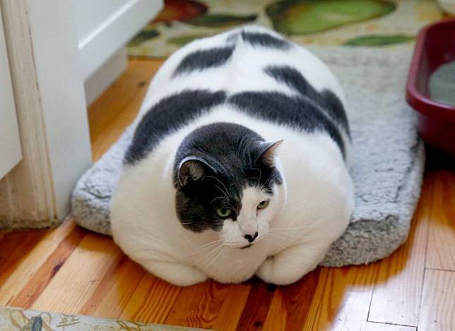 美國巨貓「補丁」體重驚人，近日成為網紅。美聯社