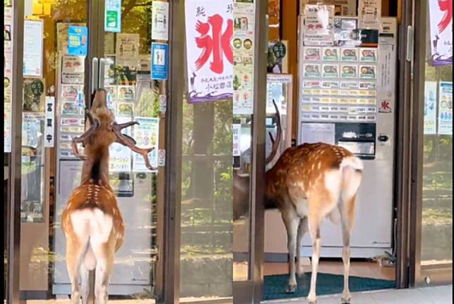 奈良鹿遇到自動門用鼻子輕觸開關後進入餐廳。（翻攝推特@naradeerphots）