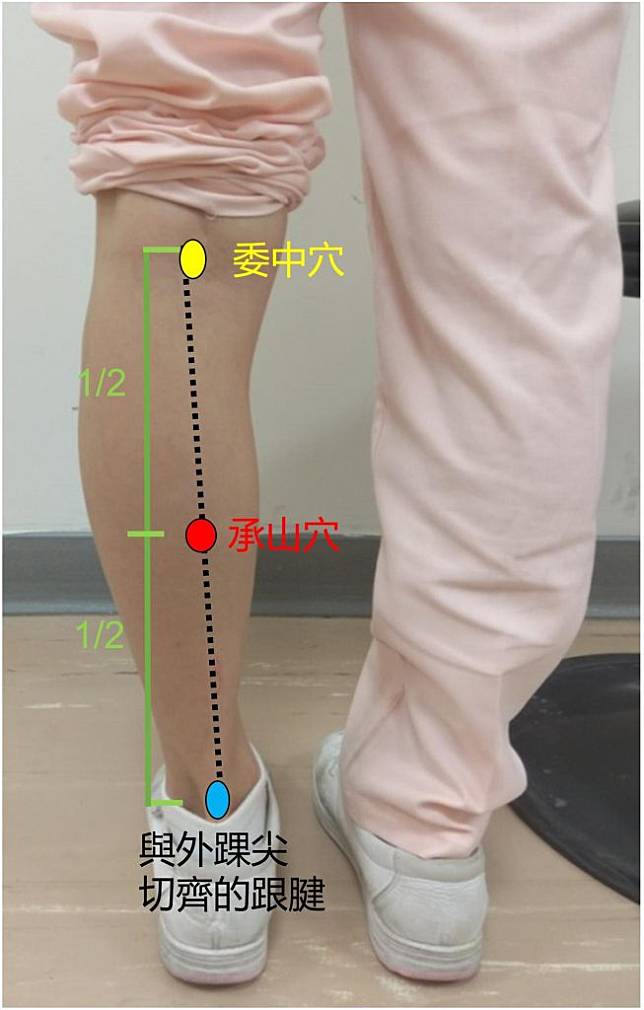 柳營奇美醫院中醫部醫師許益彰說，下背痛可透過按摩委中穴、承山穴，以放鬆肌肉。（柳營奇美醫院提供）