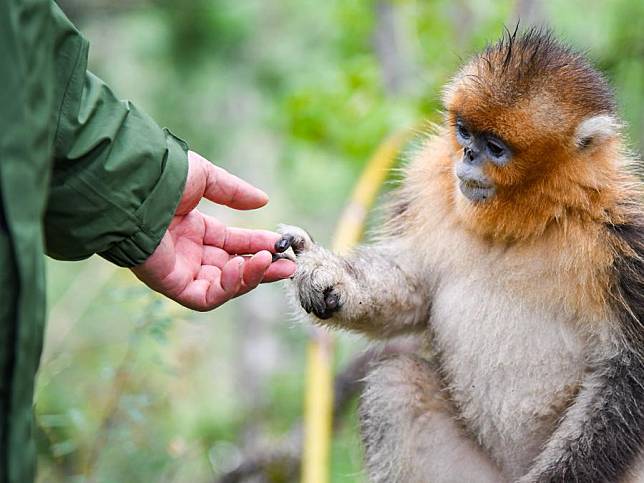 Tang Yulin interacts with a Sichuan golden snub-nosed monkey in Baihe National Nature Reserve in Jiuzhaigou County, southwest China's Sichuan Province, Oct. 11, 2024. (Xinhua/Wang Xi)