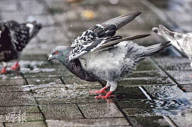 勿傷白鴿——西方有人稱鴿子為flying rat（飛天老鼠），認為牠們污糟甚至播菌；但亦有人視鴿子為和平及純潔的象徵，就算不保護也不應傷害牠們。（雙喆攝）