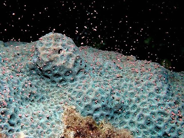 環菊珊瑚。(資料照，墾管處提供)