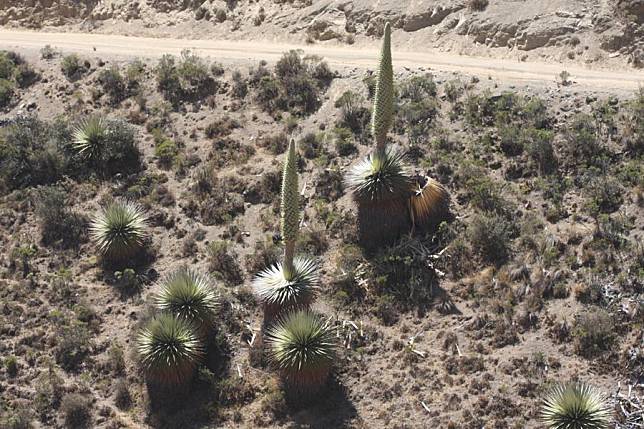 This file photo taken on Nov. 9, 2018 shows Puya raimondii, known as the Queen of the Andes, in Peru. The plant is native to Peru and is regarded as a treasure. (Photo by Ge Xuejun/Xinhua)