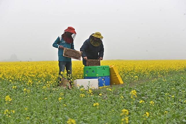 Beekeepers collect honeycombs at a blooming mustard field in Munshiganj, Bangladesh, Jan. 3, 2025. (Photo by Habibur Rahman/Xinhua)