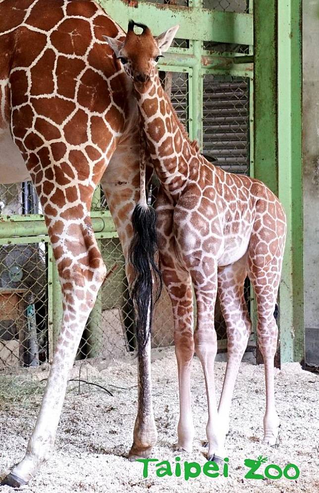 「麥芽」是個漂亮的小女生。（台北市立動物園提供）