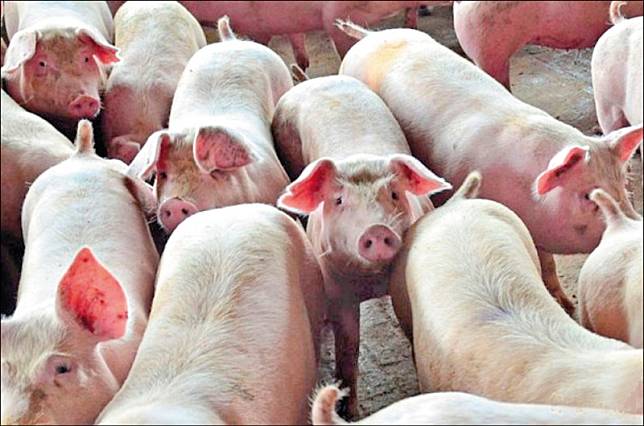 農委會近年致力於傳統豬瘟拔針，去年春節後就在全國養豬場展開哨兵豬計畫，檢驗都呈陰性。(資料照)