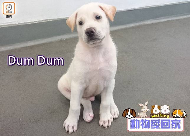 Dum Dum擁有一副無辜臉，呆呆萌萌的模樣特別惹人憐愛。（愛協提供）