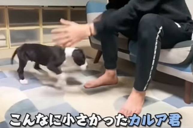 「世界最高的狗」大丹狗幼犬長多快？飼主曝3個月後對比：「長超大」。（圖／Youtube：あにまるず Animals）