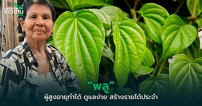 พลู